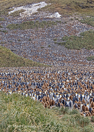 MC008419 King Penguin Salisbury